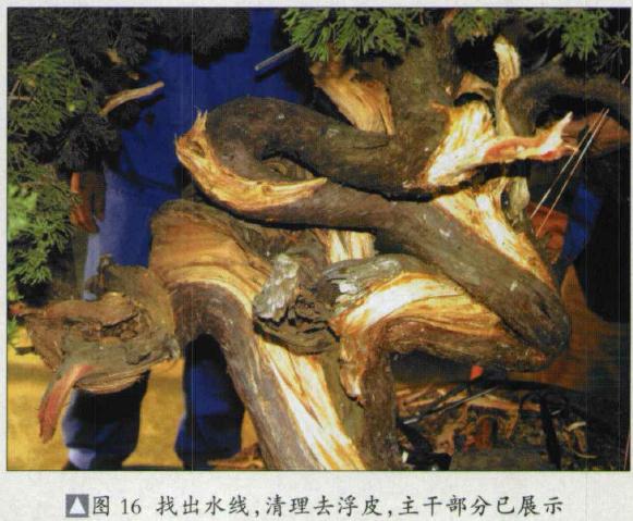 图解 台湾真柏盆景怎么制作的31个过程