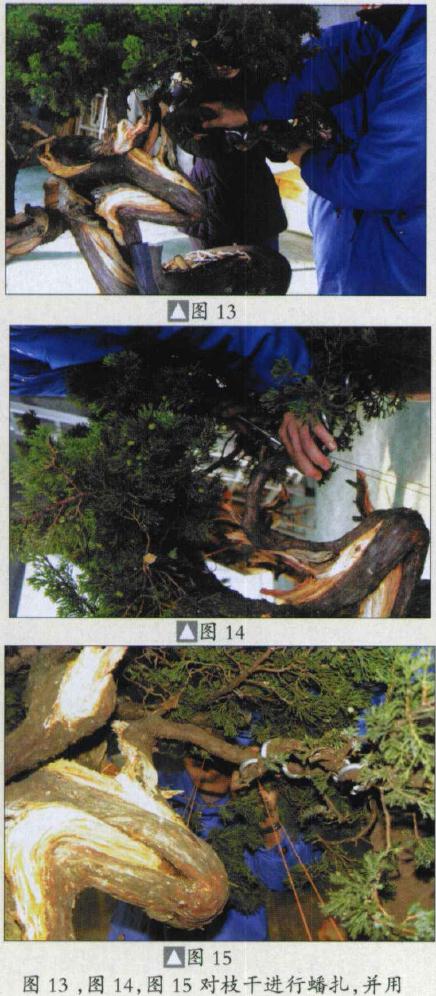 图解 台湾真柏盆景怎么制作的31个过程