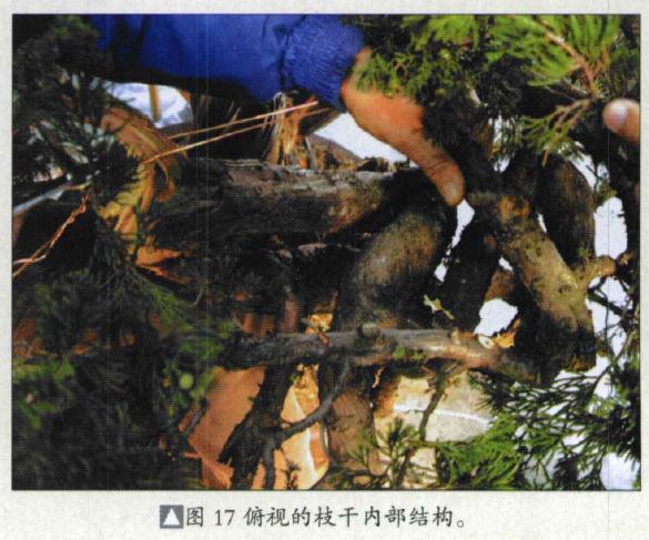 图解 台湾真柏盆景怎么制作的31个过程