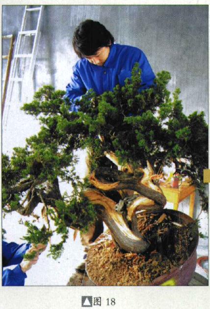 图解 台湾真柏盆景怎么制作的31个过程