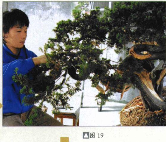 图解 台湾真柏盆景怎么制作的31个过程