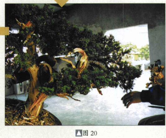 图解 台湾真柏盆景怎么制作的31个过程