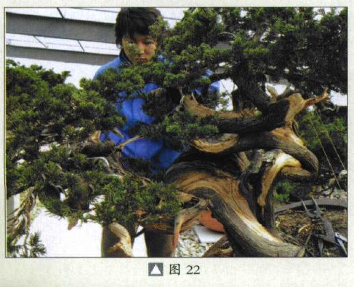 图解 台湾真柏盆景怎么制作的31个过程