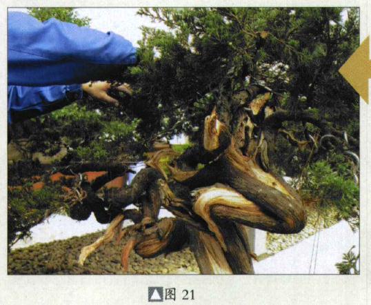 图解 台湾真柏盆景怎么制作的31个过程
