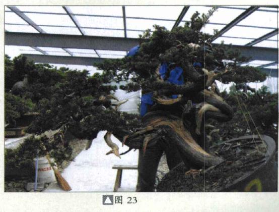 图解 台湾真柏盆景怎么制作的31个过程