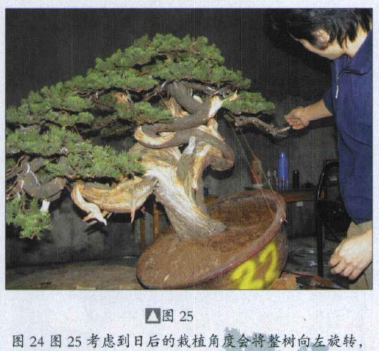图解 台湾真柏盆景怎么制作的31个过程