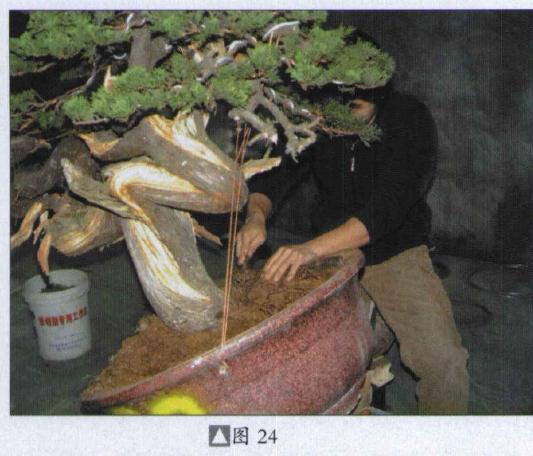图解 台湾真柏盆景怎么制作的31个过程