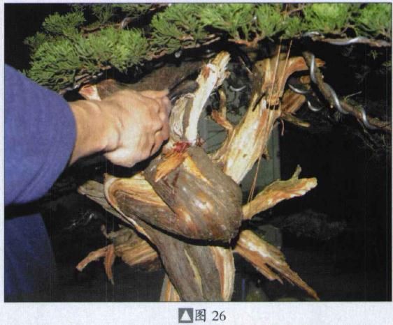 图解 台湾真柏盆景怎么制作的31个过程