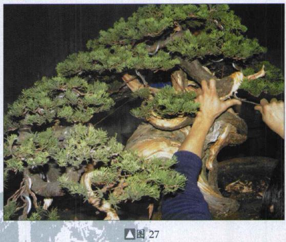 图解 台湾真柏盆景怎么制作的31个过程