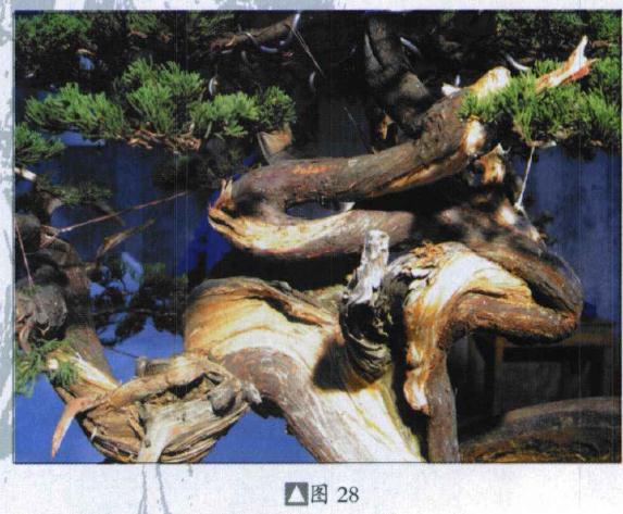 图解 台湾真柏盆景怎么制作的31个过程