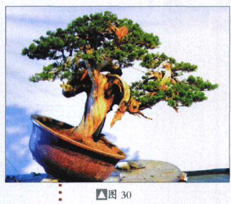 图解 台湾真柏盆景怎么制作的31个过程