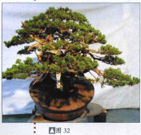 图解 台湾真柏盆景怎么制作的31个过程