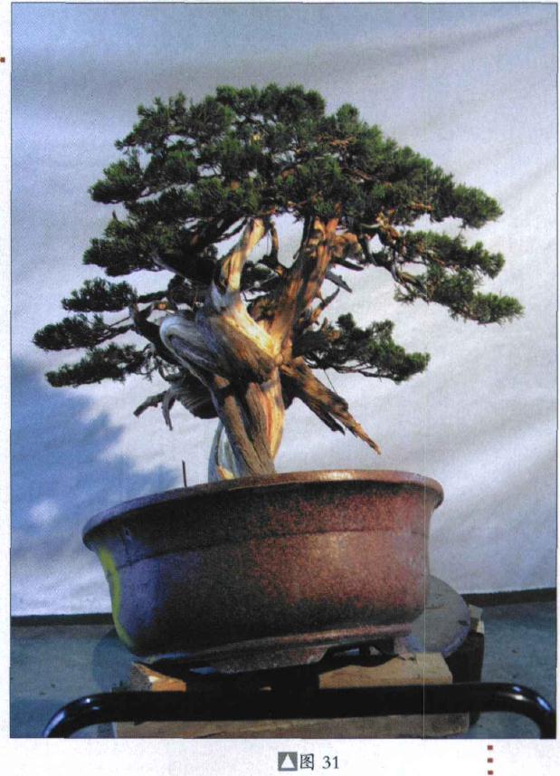 图解 台湾真柏盆景怎么制作的31个过程