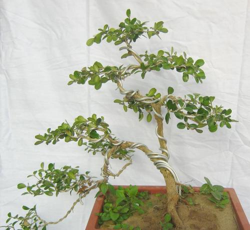 树木盆景的的素材来源