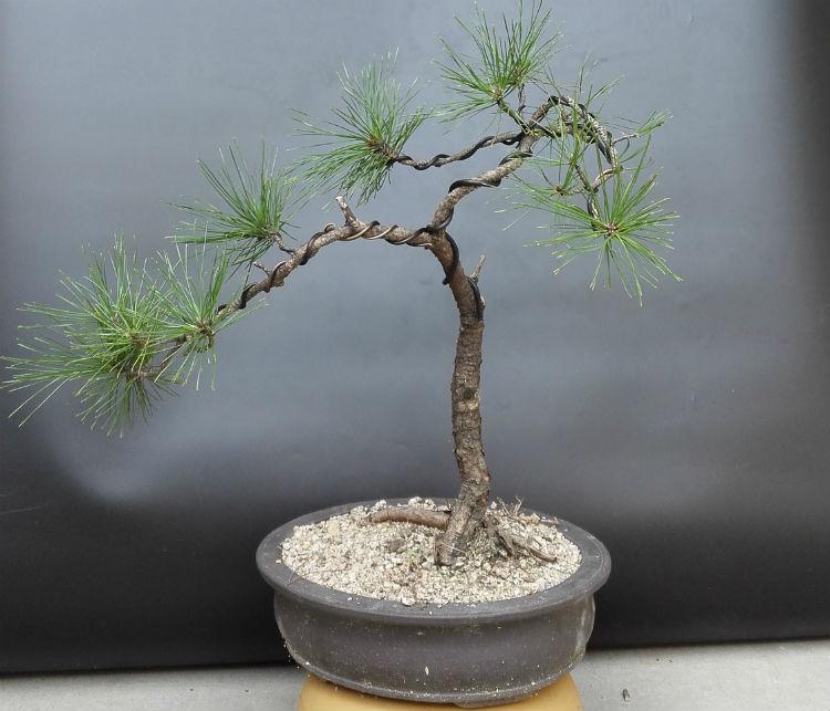 树木盆景的的素材来源