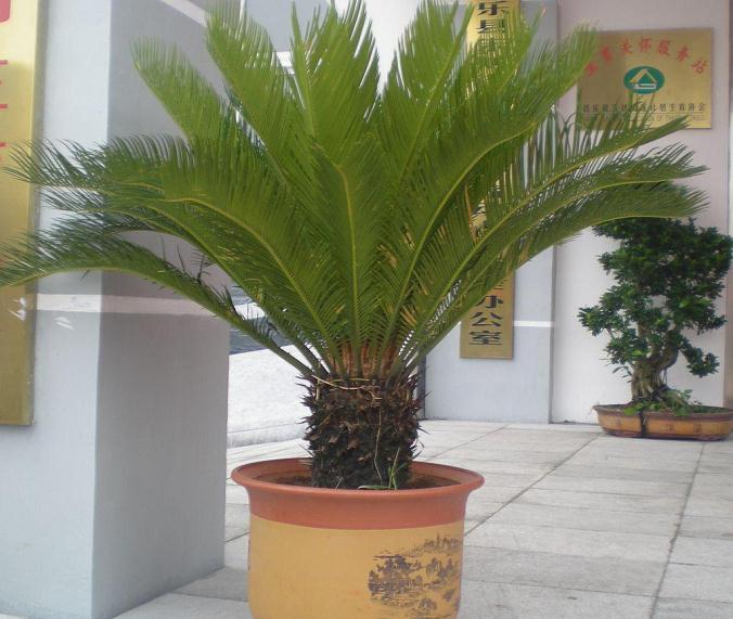 苏铁盆景怎么浇水施肥