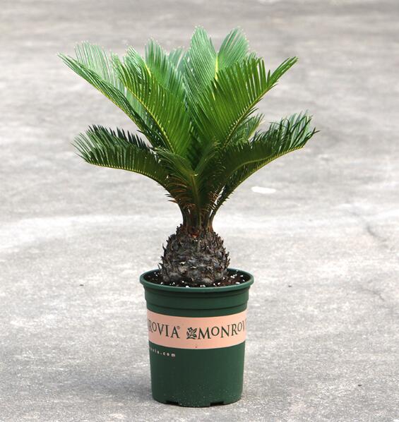 苏铁盆景怎么光照防治病虫