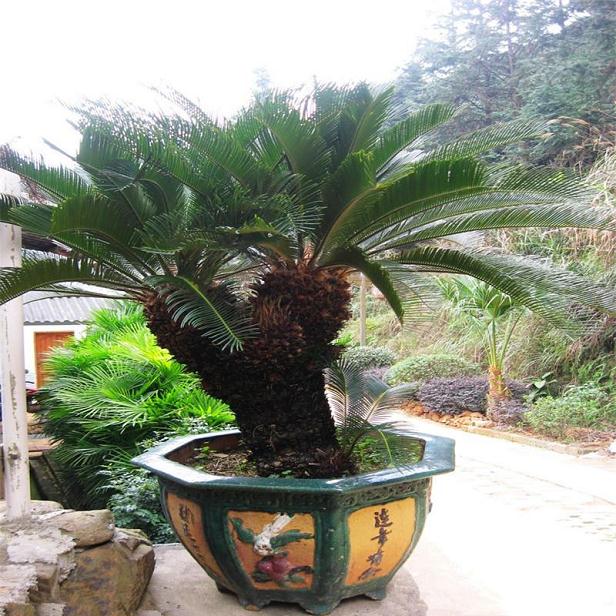 苏铁盆景怎么修剪整形