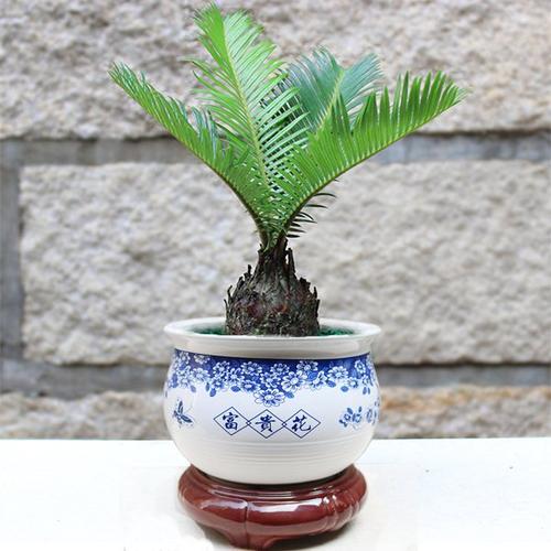 苏铁盆景怎么配制盆土