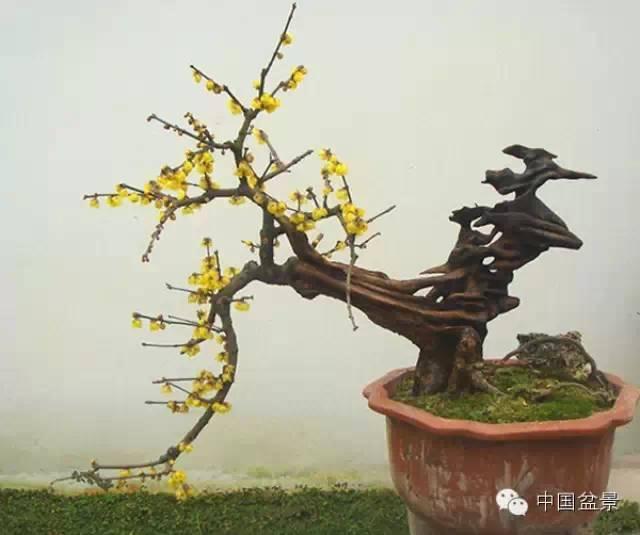 颐和园鹅耳枥盆景怎么创作的3个风格