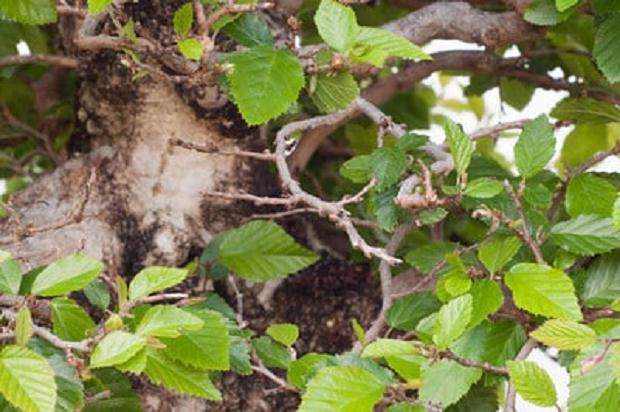 鹅耳枥盆景怎么金属丝缠扎的3个方法