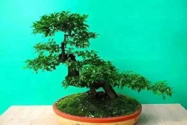 鹅耳枥盆景怎么金属丝缠扎的3个方法