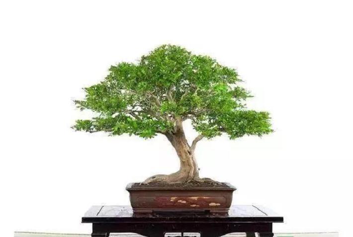 鹅耳枥盆景怎么养护的5个环境管理