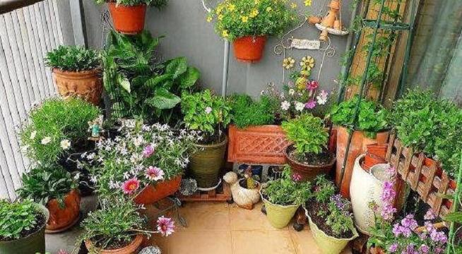 家庭养花怎么浇水施肥