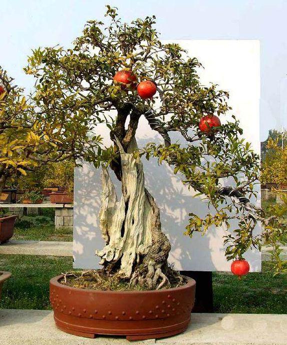 石榴盆景怎么管理的简单概述