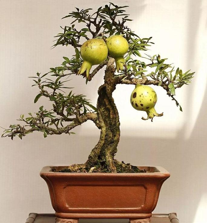 石榴盆景怎么压条嫁接