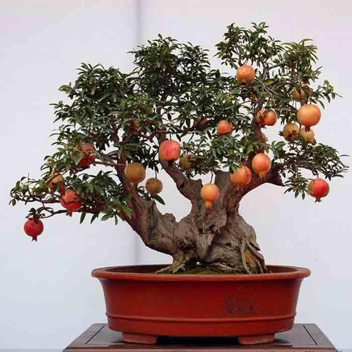 石榴盆景怎么造型修剪的2个技术