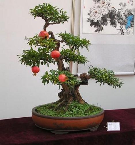 石榴盆景怎么花果管理