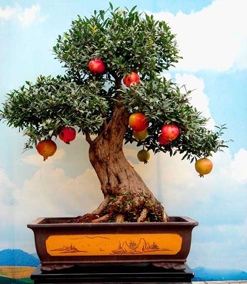 石榴盆景怎么越冬防寒的3个技术