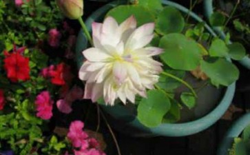 2020年 第34届番禺莲花山全国荷花展