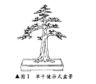 单干健壮式盆景怎么造型的方法