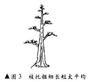 单干健壮式盆景怎么造型的方法