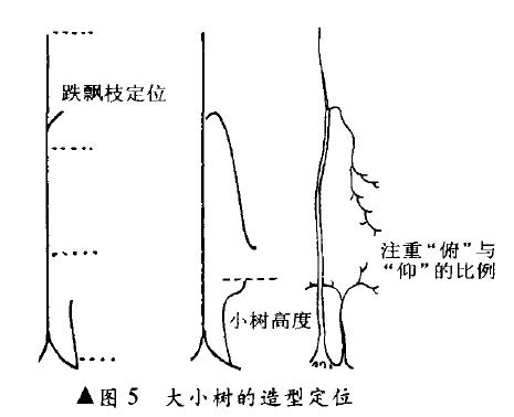 图解 双干高耸式盆景怎么造型的4个方法