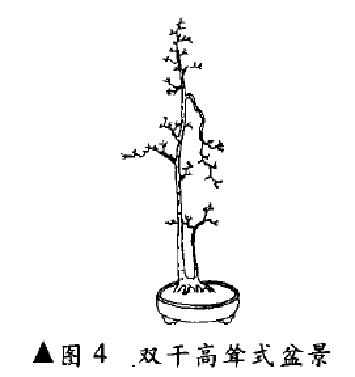图解 双干高耸式盆景怎么造型的4个方法