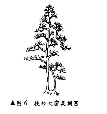 图解 双干高耸式盆景怎么造型的4个方法