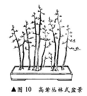 图解 高耸丛林式盆景怎么造型的4个方法