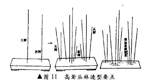 图解 高耸丛林式盆景怎么造型的4个方法