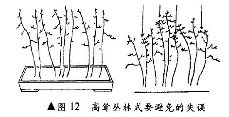 图解 高耸丛林式盆景怎么造型的4个方法