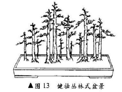 图解 健壮丛林式盆景怎么造型的4个方法