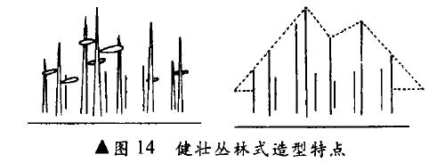 图解 健壮丛林式盆景怎么造型的4个方法
