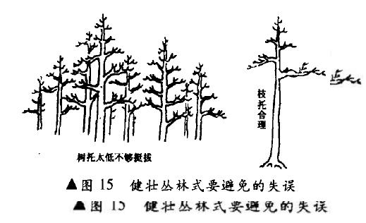 图解 健壮丛林式盆景怎么造型的4个方法