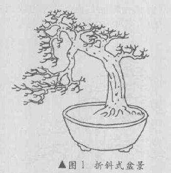 折斜式盆景怎么造型