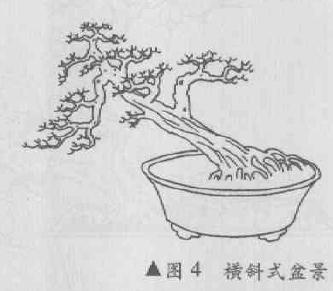 图解 横斜式盆景怎么造型的4个方法