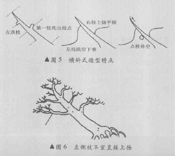 图解 横斜式盆景怎么造型的4个方法