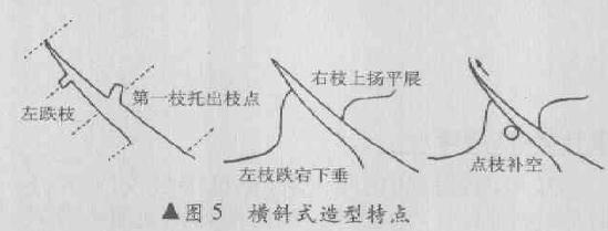 图解 横斜式盆景怎么造型的4个方法