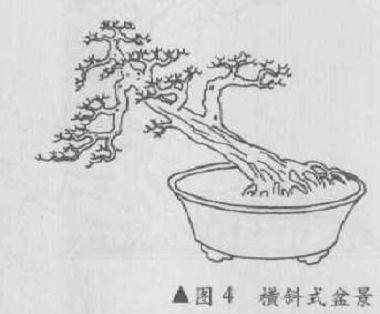 图解 横斜式盆景怎么造型的4个方法